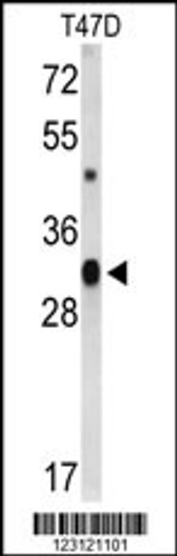 Western blot analysis of CD47 Antibody in T47D cell line lysates (35ug/lane)