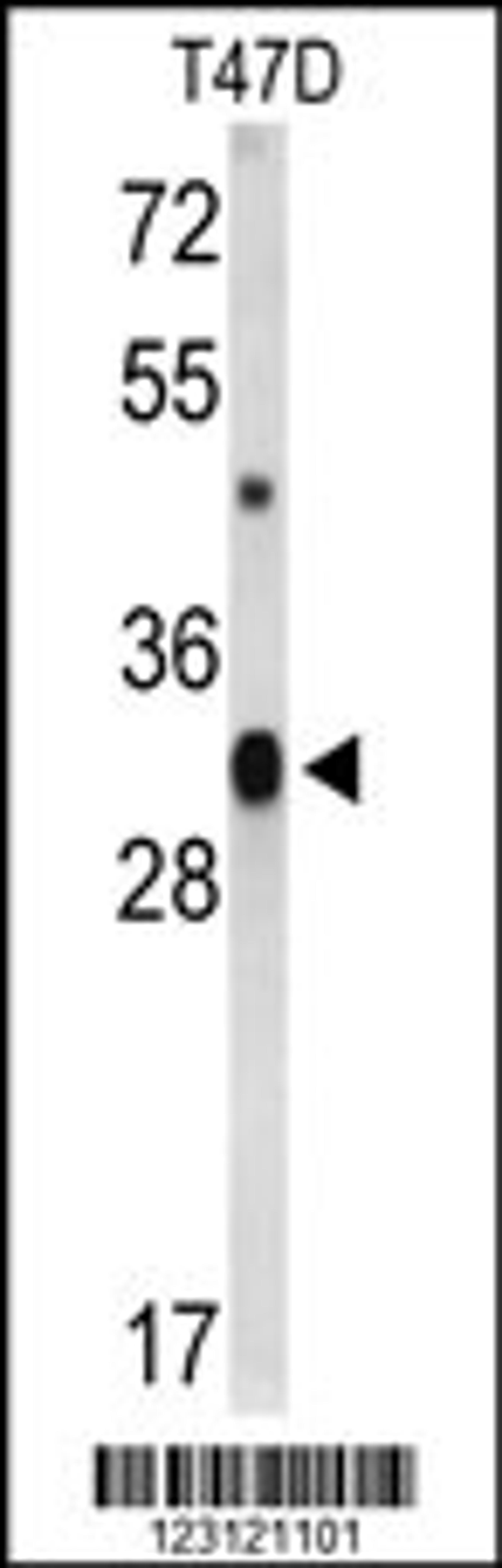 Western blot analysis of CD47 Antibody in T47D cell line lysates (35ug/lane)