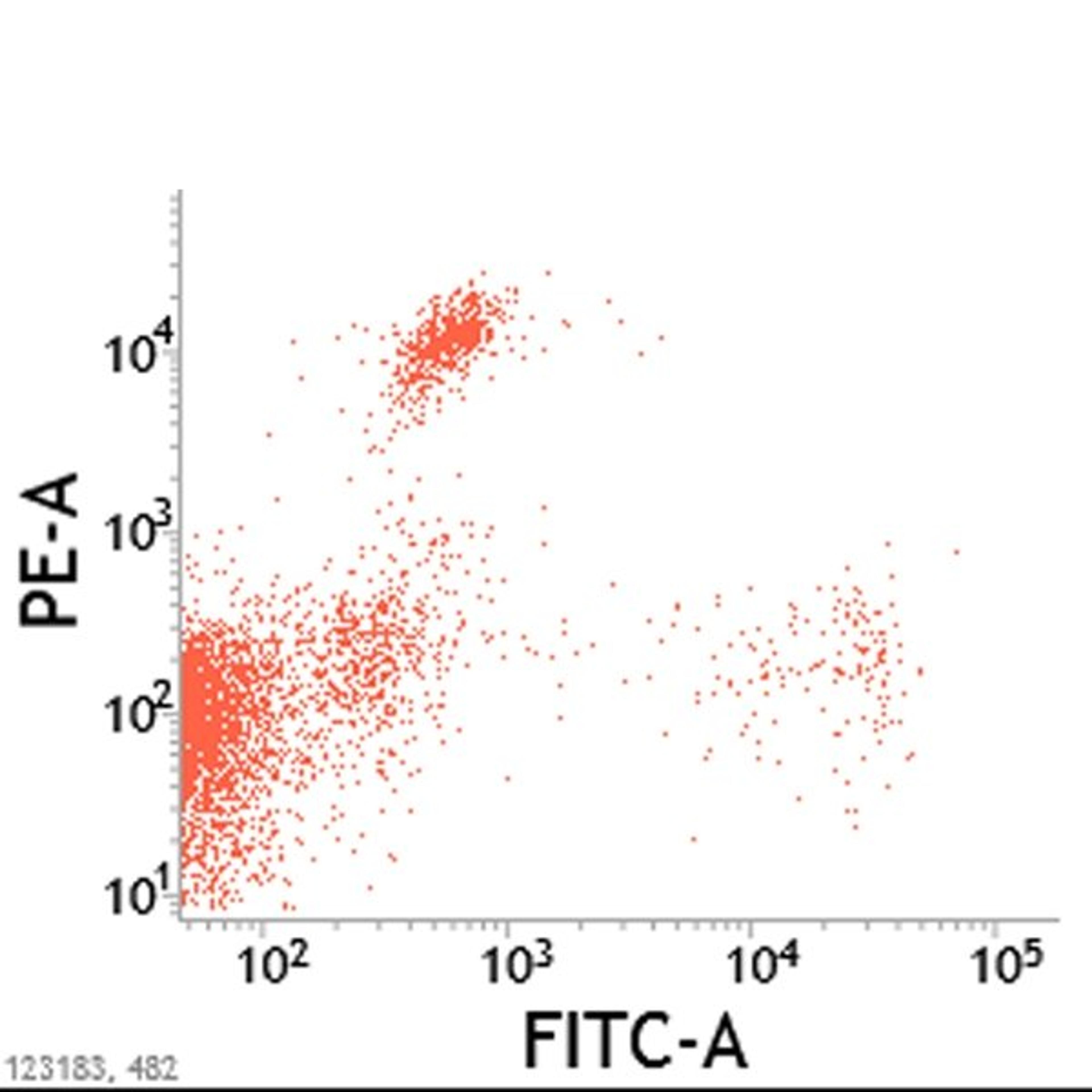 Cat lymphocytes stained with Mouse anti Cat CD8:Alpha/Beta 