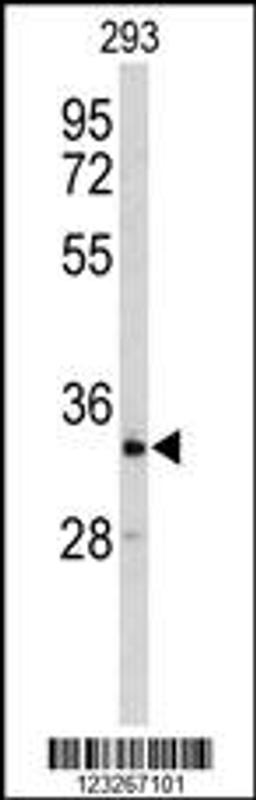 Western blot analysis of CRELD2 Antibody in 293 cell line lysates (35ug/lane)