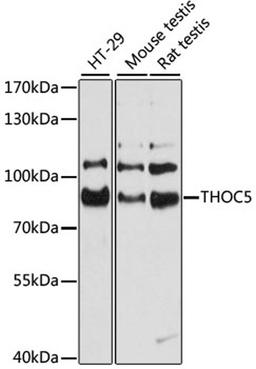 Western blot - THOC5 antibody (A11635)