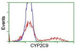 Flow Cytometry: Cytochrome P450 2C9 Antibody (1D7) [NBP2-01397] - HEK293T cells transfected with either overexpression plasmid (Red) or empty vector control plasmid (Blue) were immunostained by anti-Cytochrome P450 2C9 antibody, and then analyzed by flow cytometry.