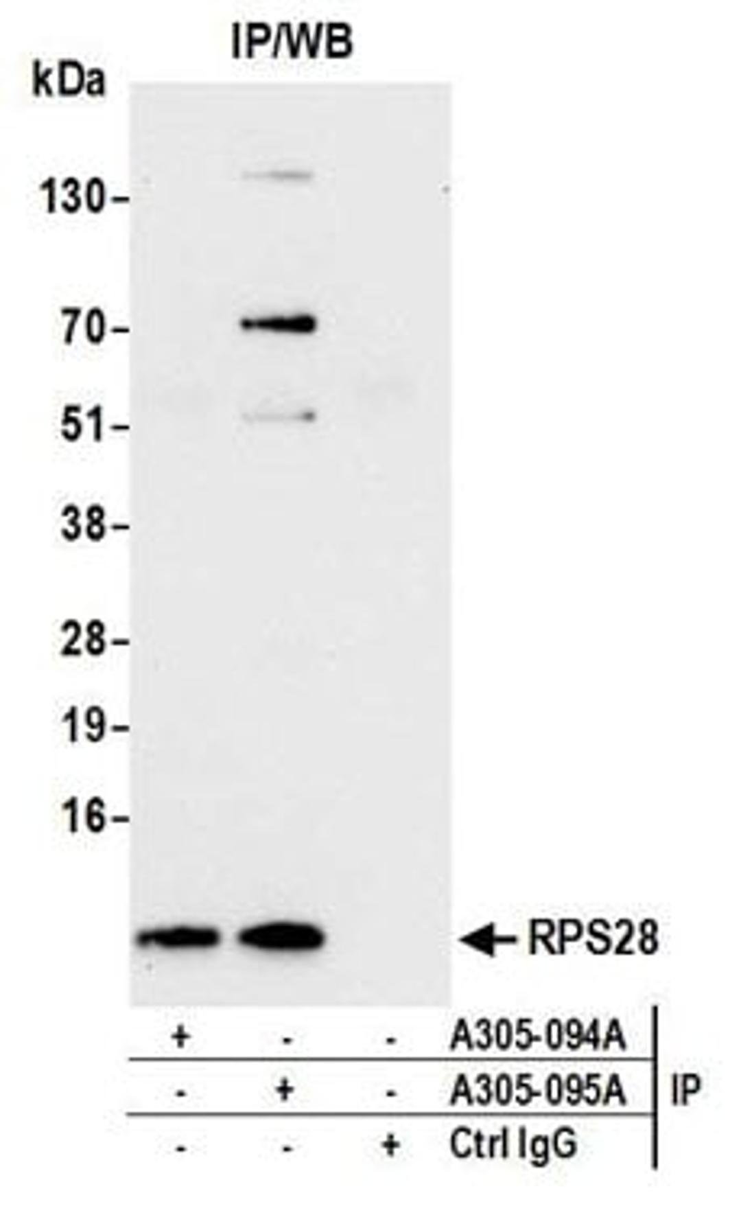 Detection of human RPS28 by western blot of immunoprecipitates.