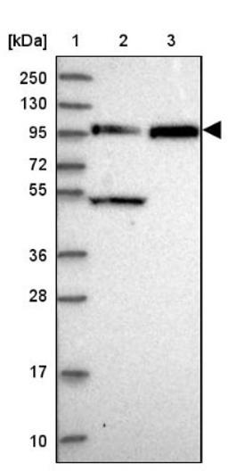 Western Blot: FAM160B1 Antibody [NBP1-88970] - Lane 1: Marker [kDa] 250, 130, 95, 72, 55, 36, 28, 17, 10<br/>Lane 2: Human cell line RT-4<br/>Lane 3: Human cell line U-251MG sp