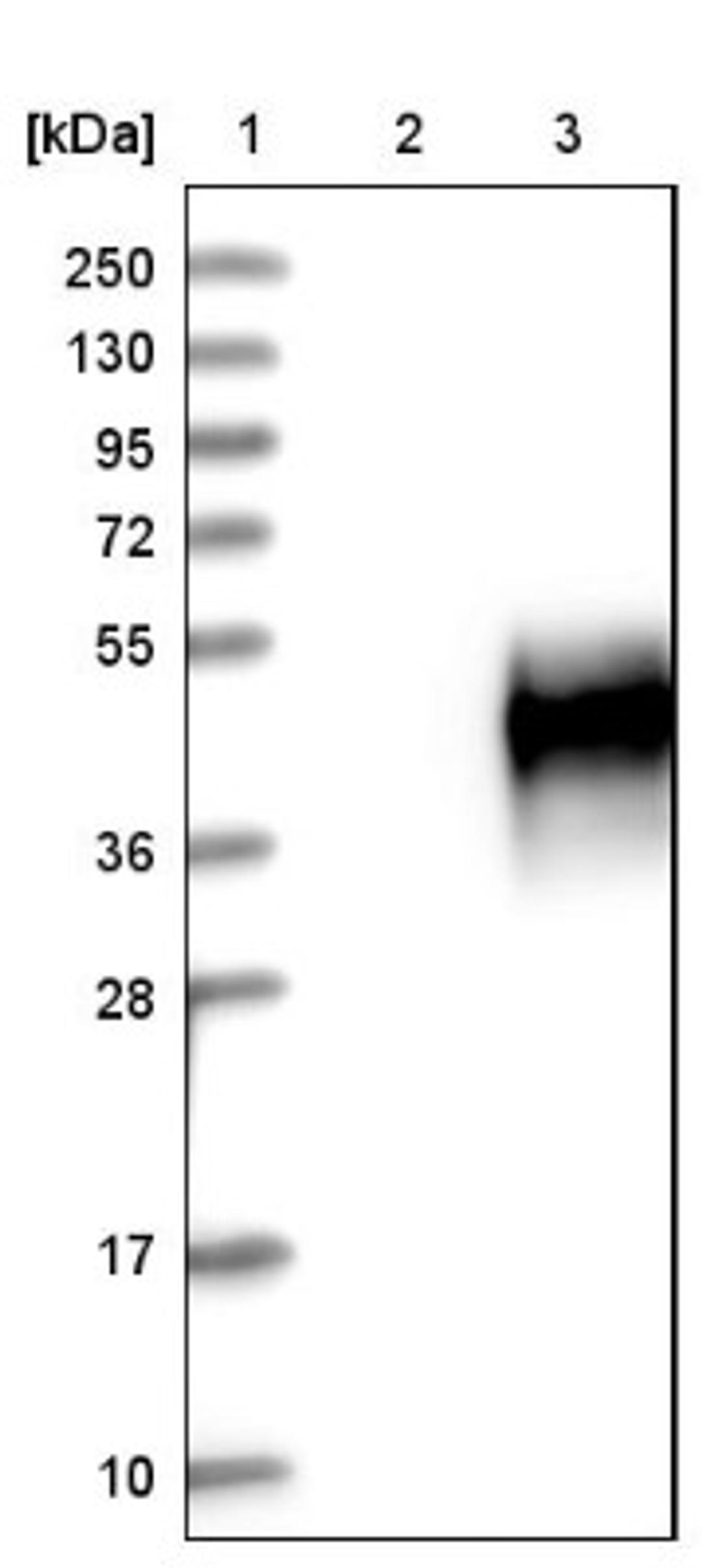 Western Blot: CD300C Antibody [NBP1-84432] - Lane 1: Marker [kDa] 250, 130, 95, 72, 55, 36, 28, 17, 10<br/>Lane 2: Negative control (vector only transfected HEK293T lysate)<br/>Lane 3: Over-expression lysate (Co-expressed with a C-terminal myc-DDK tag (~3.1 kDa) in mammalian HEK293T cells, LY416481)