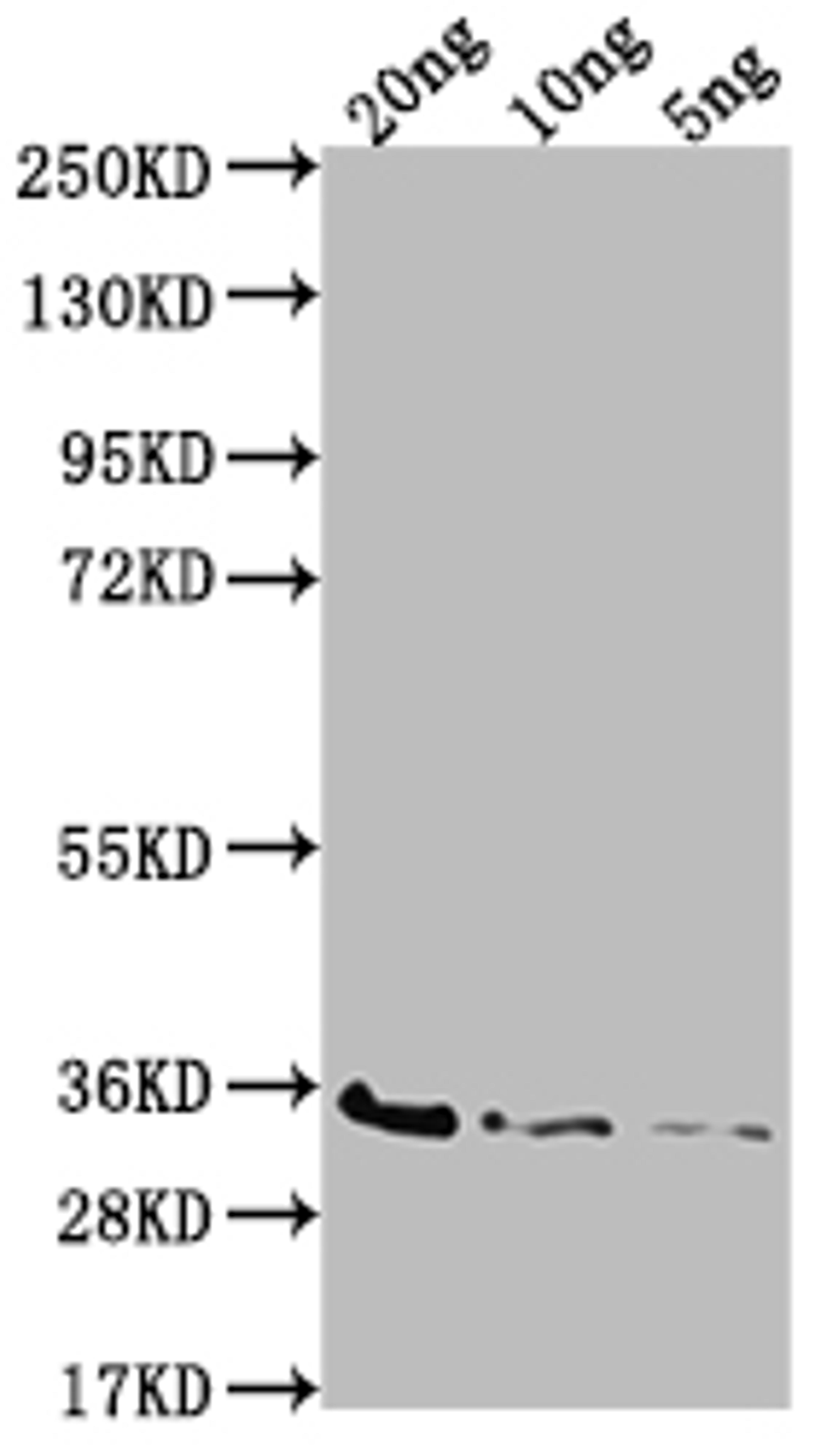 Western Blot. Positive WB detected in Recombinant protein. All lanes: BAMD antibody at 1:2000. Secondary. Goat polyclonal to rabbit IgG at 1/50000 dilution. Predicted band size: 29.9 kDa. Observed band size: 35 kDa. 