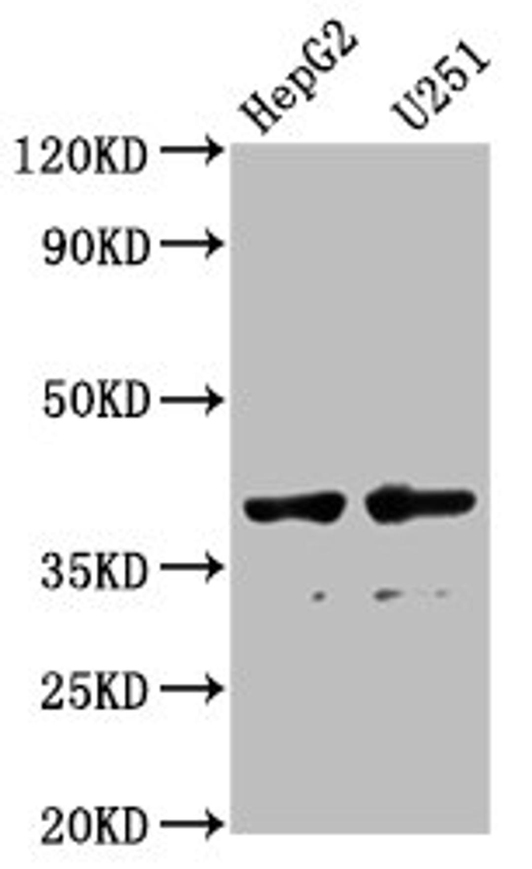 Western Blot. Positive WB detected in: HepG2 whole cell lysate, U251 whole cell lysate. All lanes: AMBP antibody at 1:1000. Secondary. Goat polyclonal to rabbit IgG at 1/50000 dilution. Predicted band size: 39 kDa. Observed band size: 39 kDa