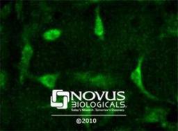 Immunocytochemistry/Immunofluorescence: Kos1/Tnk1 Antibody [NB300-237] - Kos1 staining in Hela cells detected with a Dylight 488 labeled secondary antibody.