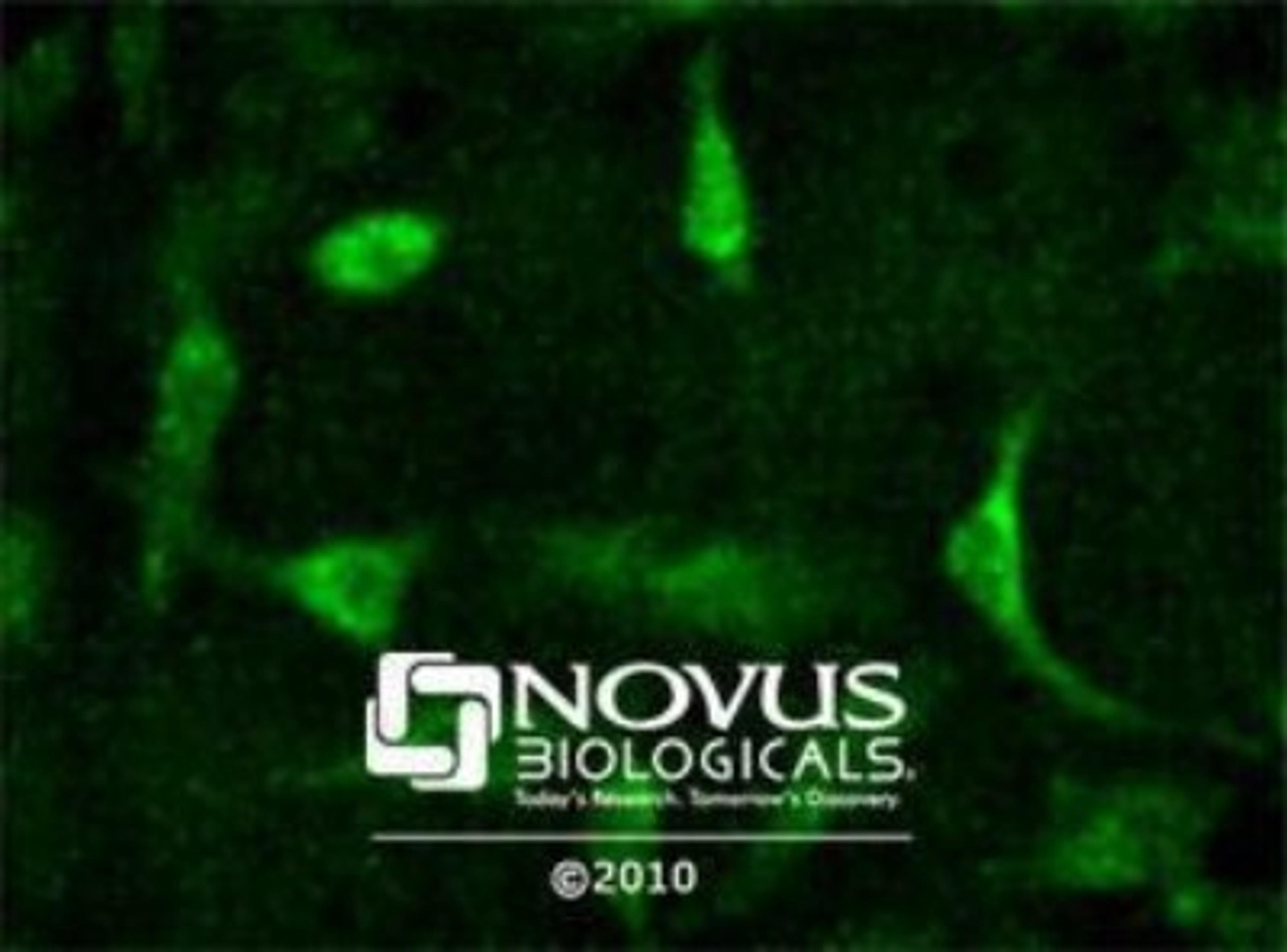 Immunocytochemistry/Immunofluorescence: Kos1/Tnk1 Antibody [NB300-237] - Kos1 staining in Hela cells detected with a Dylight 488 labeled secondary antibody.