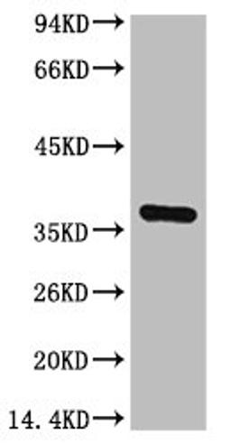 Western blot analysis of Hela, diluted at 1:3000.