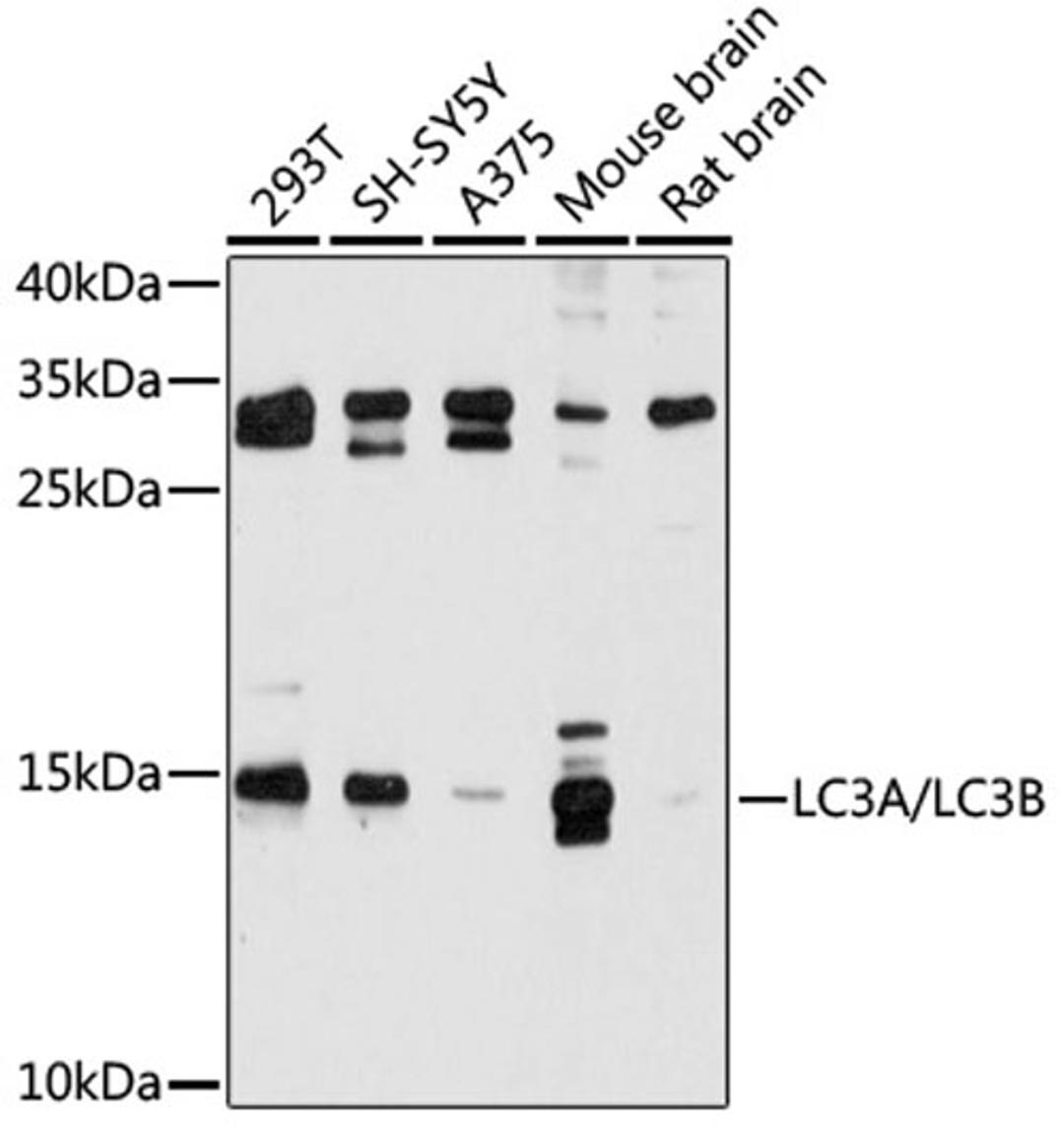 Western blot - LC3A/LC3B antibody (A5618)