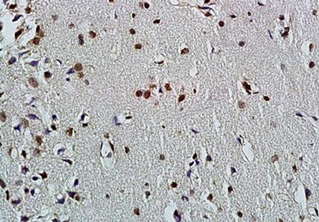 Immunohistochemical analysis of paraffin embedded rat brain tissue using FOXC1 antibody