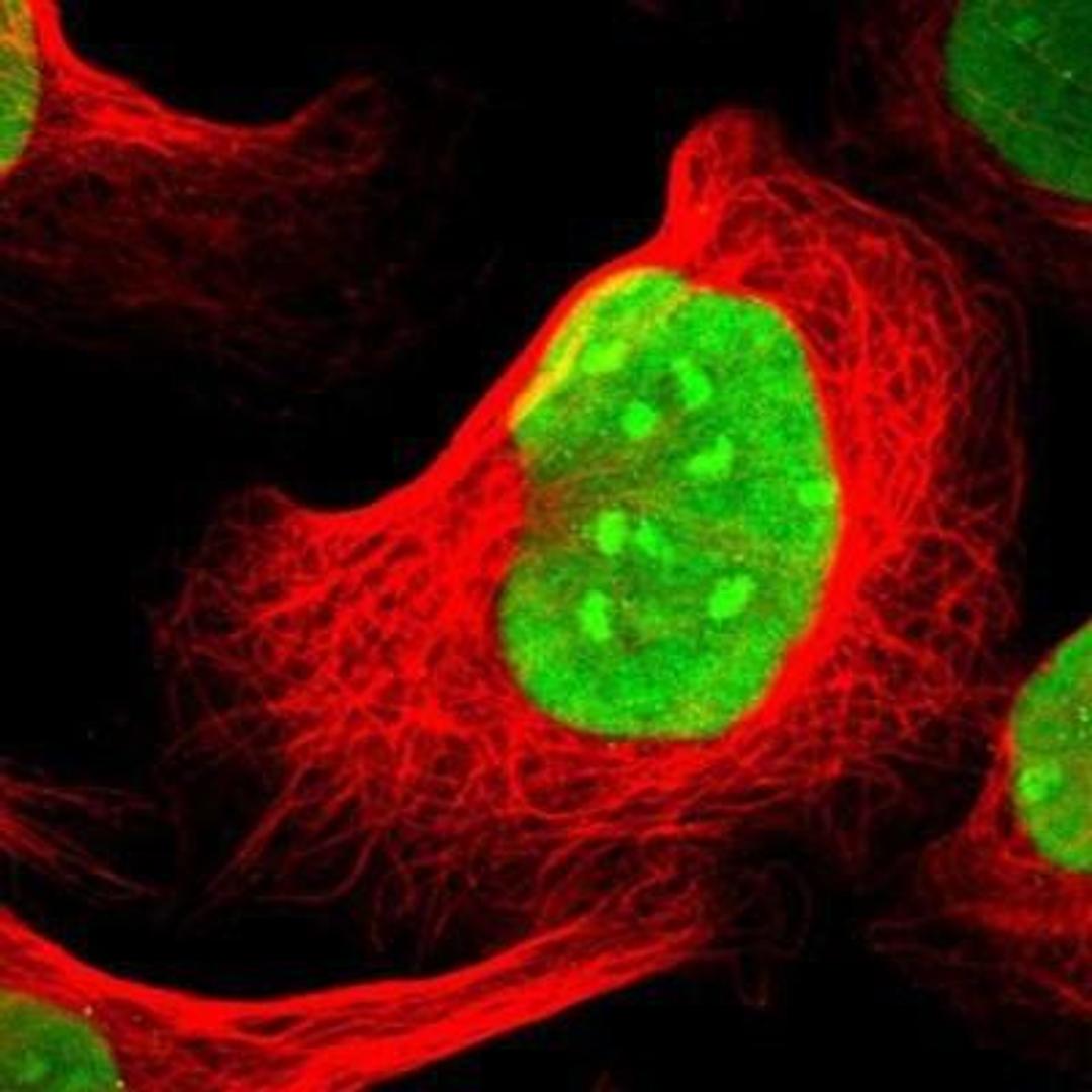 Immunocytochemistry: SUB1 Antibody [NBP1-82454] - Staining of human cell line U-2 OS shows positivity in nucleus & nucleoli.