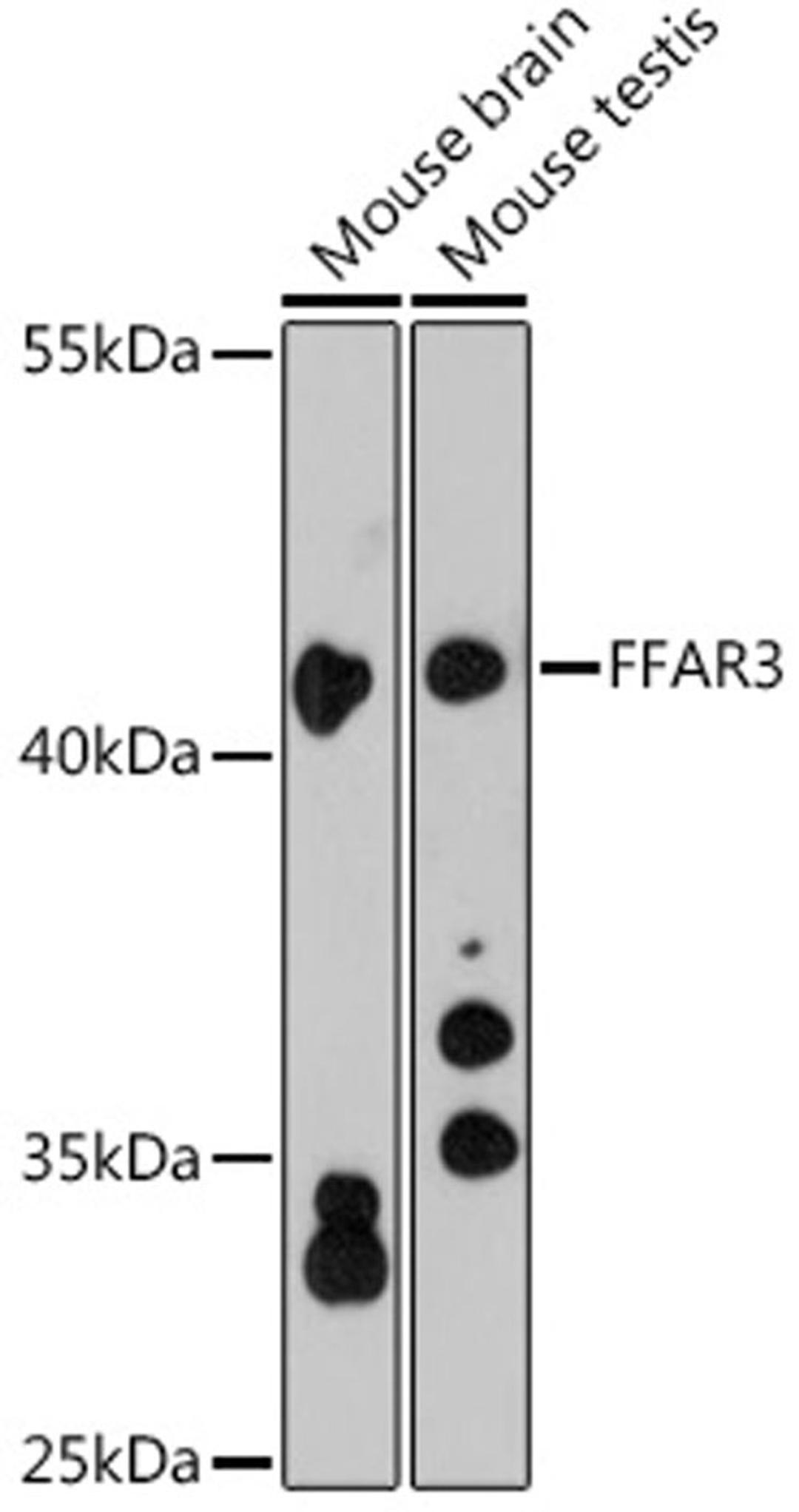 Western blot - FFAR3 antibody (A12636)