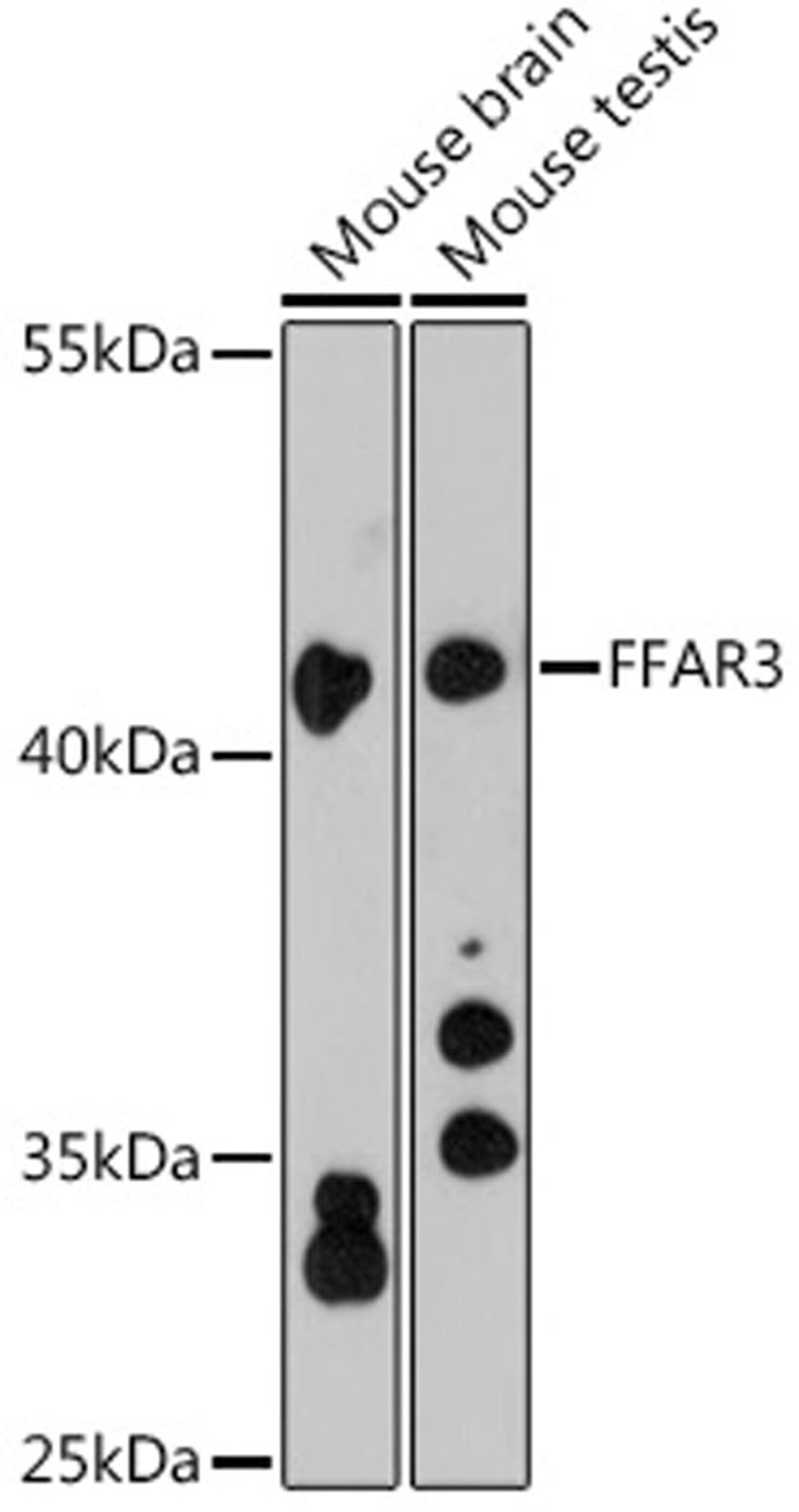 Western blot - FFAR3 antibody (A12636)