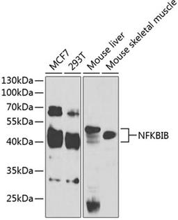 Western blot - NFKBIB antibody (A5777)