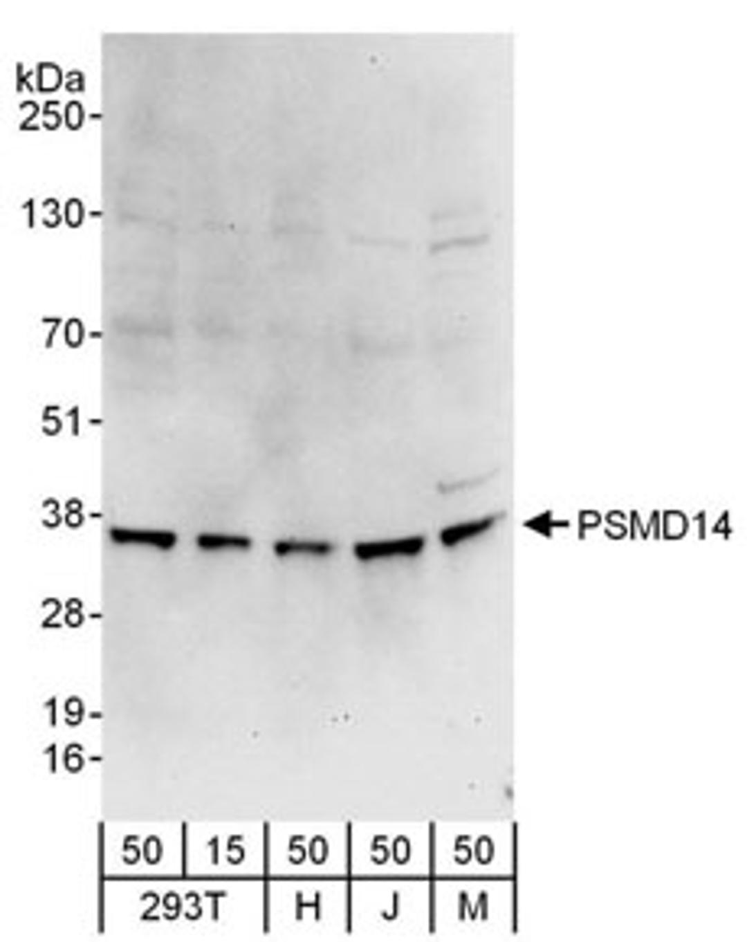 Detection of human and mouse PSMD14 by western blot.