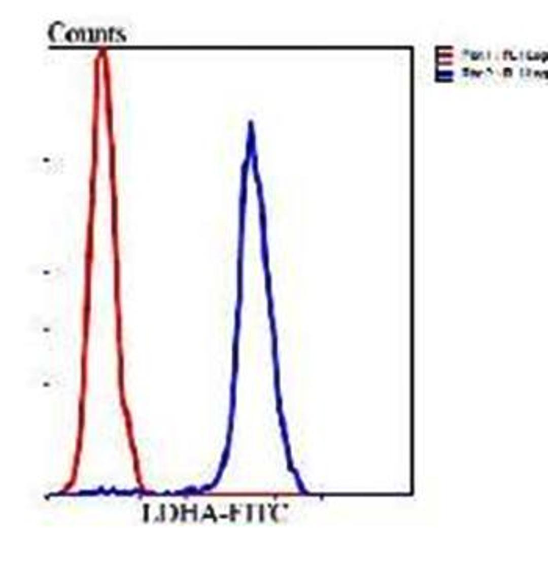 Flow cytometric analysis of Hela cells using LDHA antibody