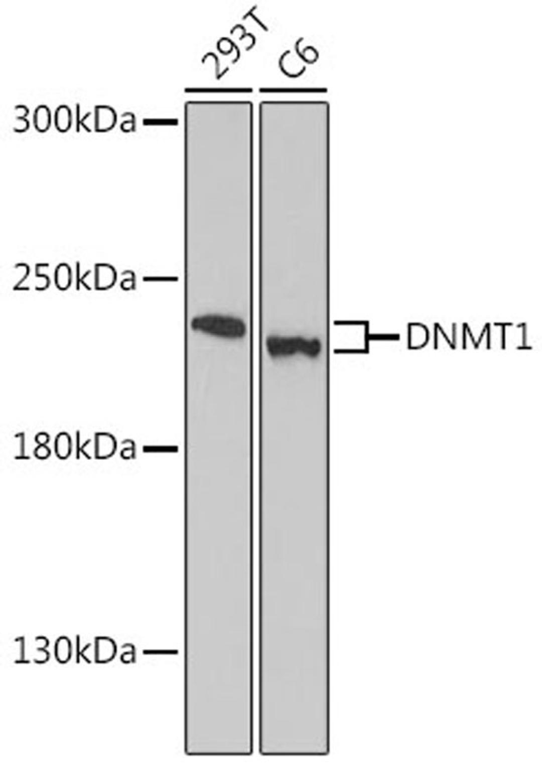 Western blot - DNMT1 antibody (A16833)