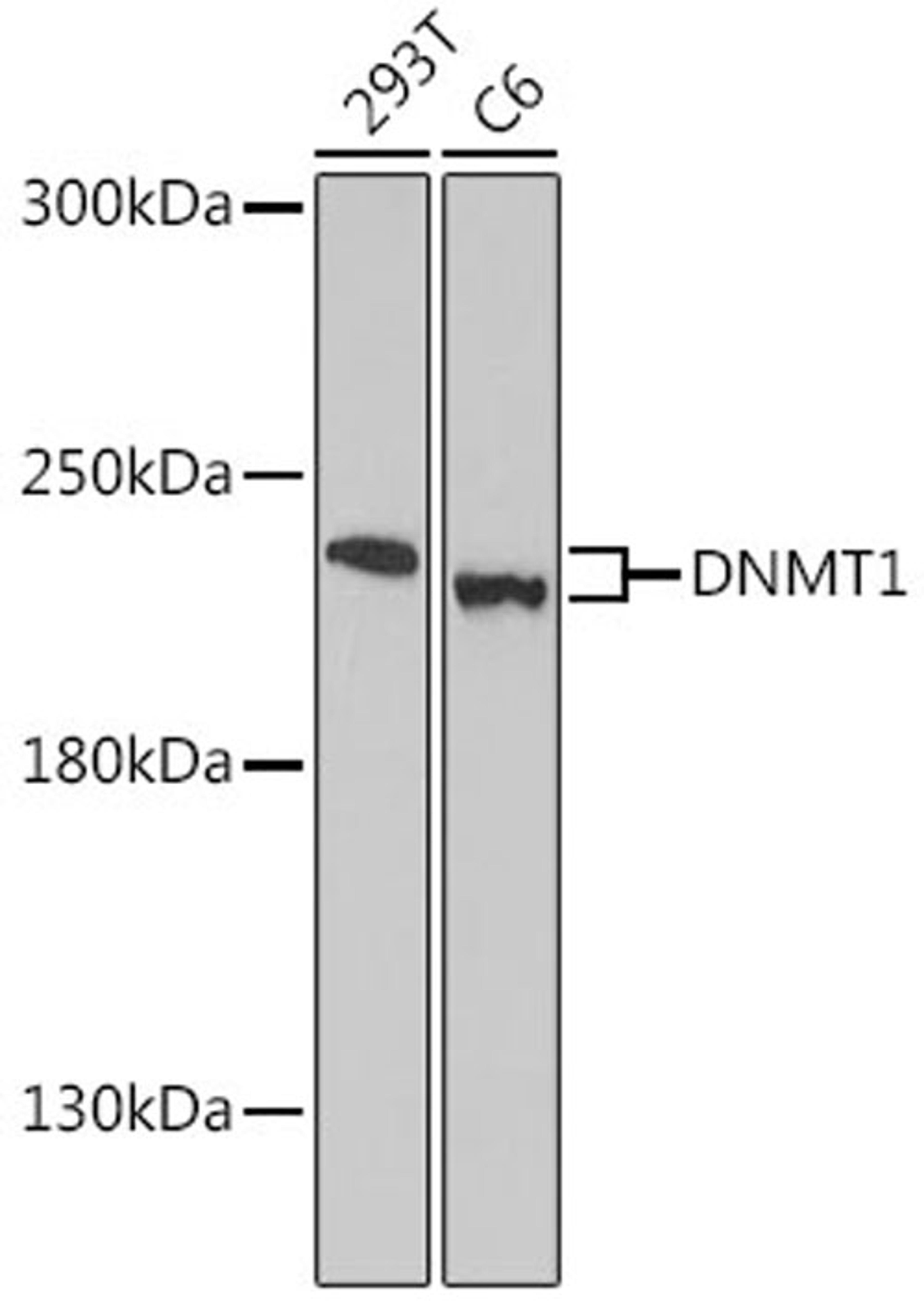 Western blot - DNMT1 antibody (A16833)