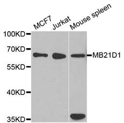 Western blot analysis of extracts of various cell lines using MB21D1 antibody