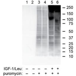 Puromycin Antibody