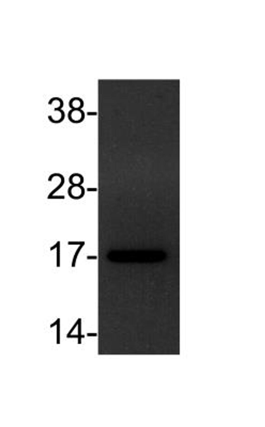 Western Blot: TGF alpha Antibody (SPM542) [NBP2-34371] - analysis of lysate from HEK293 cells (30ug) using anti-TGF alpha antibody. Image from verified customer review.