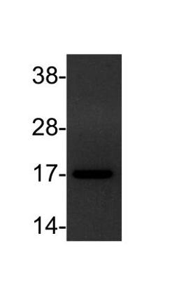 Western Blot: TGF alpha Antibody (SPM542) [NBP2-34371] - analysis of lysate from HEK293 cells (30ug) using anti-TGF alpha antibody. Image from verified customer review.