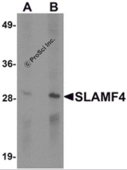 Western blot analysis of SLAMF4 in Daudi cell lysate with SLAMF4 antibody at (A) 1 and (B) 2 μg/mL.