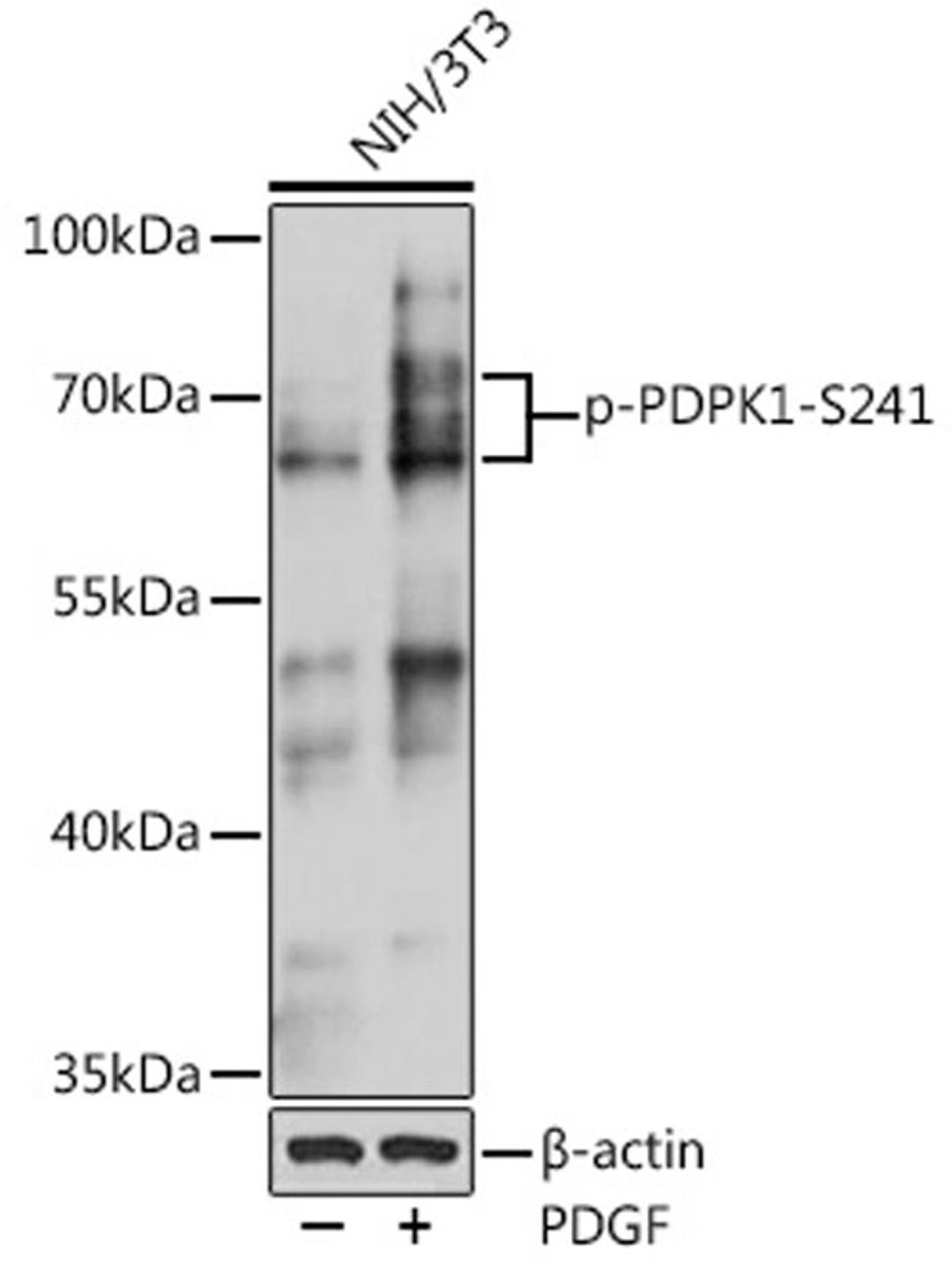 Western blot - Phospho-PDPK1-S241 pAb (AP0477)