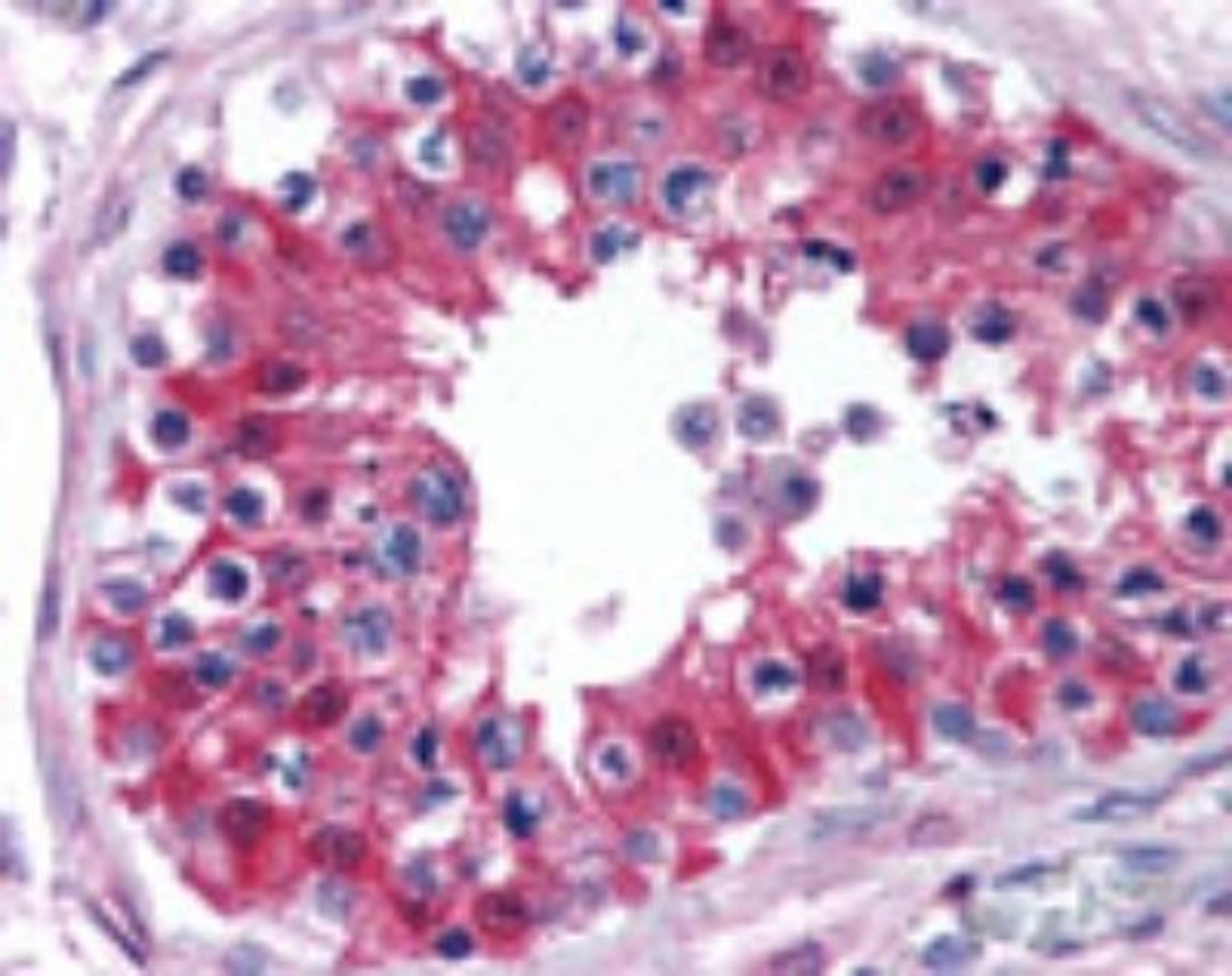 Immunohistochemistry-Paraffin: Cytochrome P450 Reductase Antibody [NBP2-24484] - analysis of human testis using this antibody at 10 ug/ml.