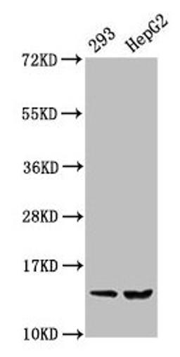 Western Blot. Positive WB detected in: 293 whole cell lysate, HepG2 whole cell lysate. All lanes: HIST1H2BC antibody at 0.36µg/ml. Secondary. Goat polyclonal to rabbit IgG at 1/50000 dilution. Predicted band size: 14 kDa. Observed band size: 14 kDa