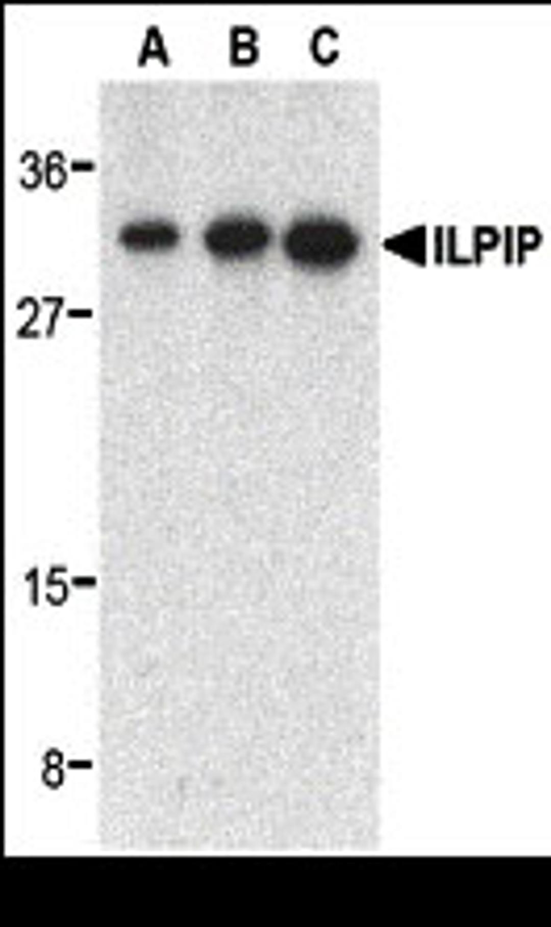 Western blot analysis of ILPIP in human heart lysate with ILPIP antibody at 0.5 (lane A), 1 (lane B), and 2 (lane C) μg/mL, respectively.