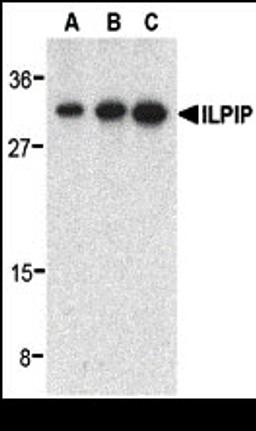 Western blot analysis of ILPIP in human heart lysate with ILPIP antibody at 0.5 (lane A), 1 (lane B), and 2 (lane C) μg/mL, respectively.