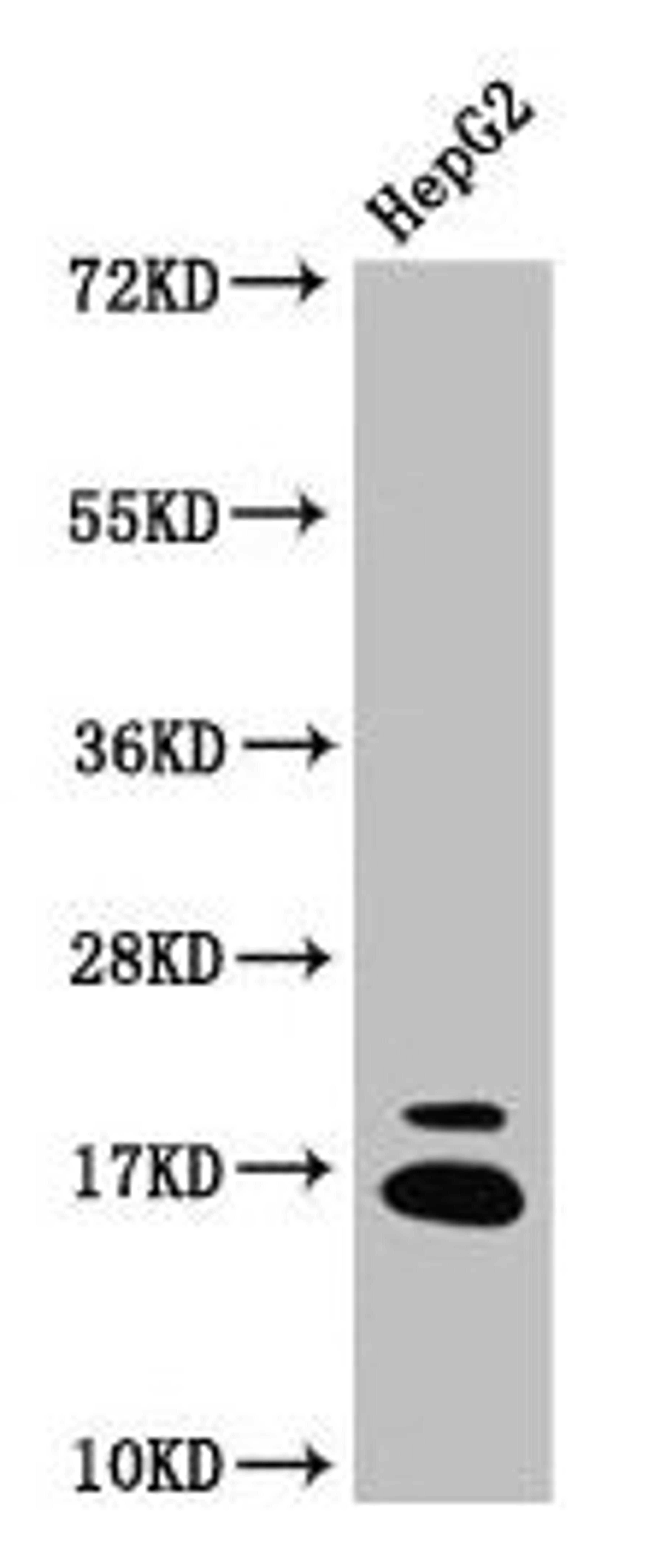 Western Blot. Positive WB detected in: HepG2 whole cell lysate. All lanes: HIST1H3A antibody at 1.93µg/ml. Secondary. Goat polyclonal to rabbit IgG at 1/50000 dilution. Predicted band size: 16 kDa. Observed band size: 16 kDa