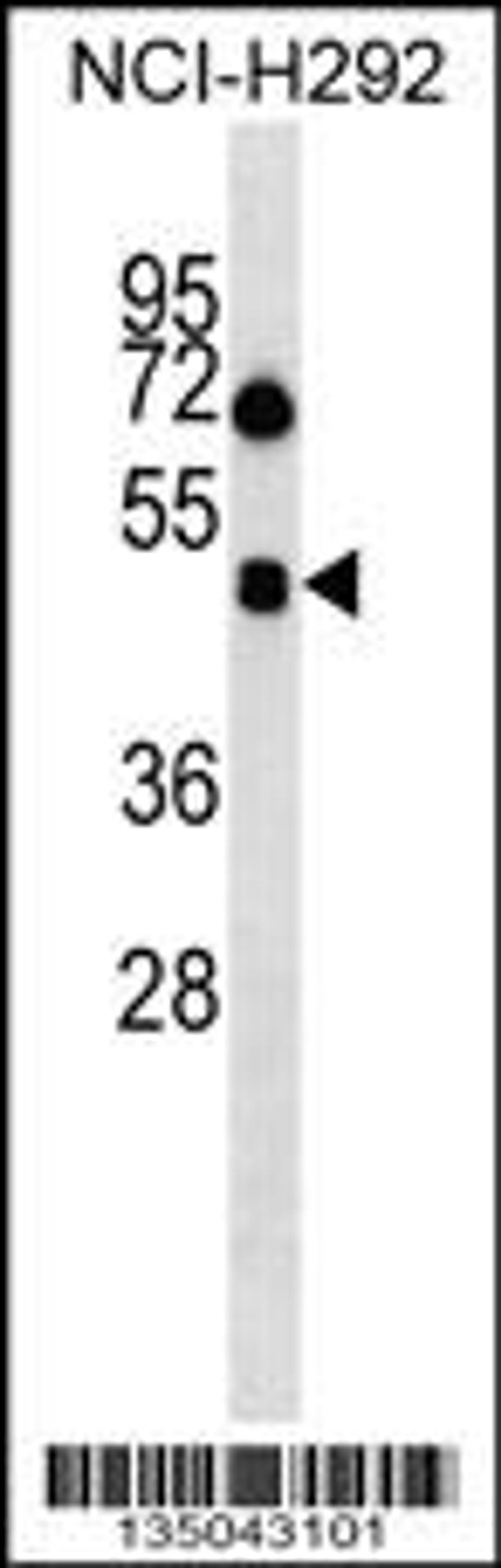 Western blot analysis in NCI-H292 cell line lysates (35ug/lane).