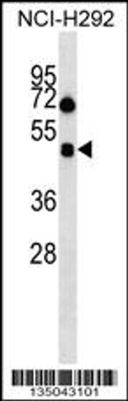 Western blot analysis in NCI-H292 cell line lysates (35ug/lane).