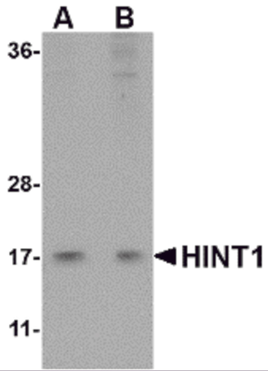 Western blot analysis of HINT1 in Jurkat lysate with HINT1 antibody at (A) 1 and (B) 2 &#956;g/mL.