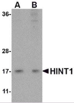 Western blot analysis of HINT1 in Jurkat lysate with HINT1 antibody at (A) 1 and (B) 2 μg/mL.