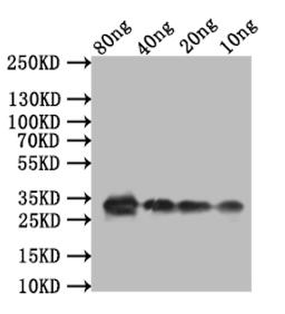 Western Blot. Positive WB detected in: recombinant protein. All lanes:TCP21 Antibody at 1:1000. Secondary. Goat polyclonal to rabbit IgG at 1/50000 dilution. Predicted band size: 28.8 kDa. Observed band size: 33 kDa. 