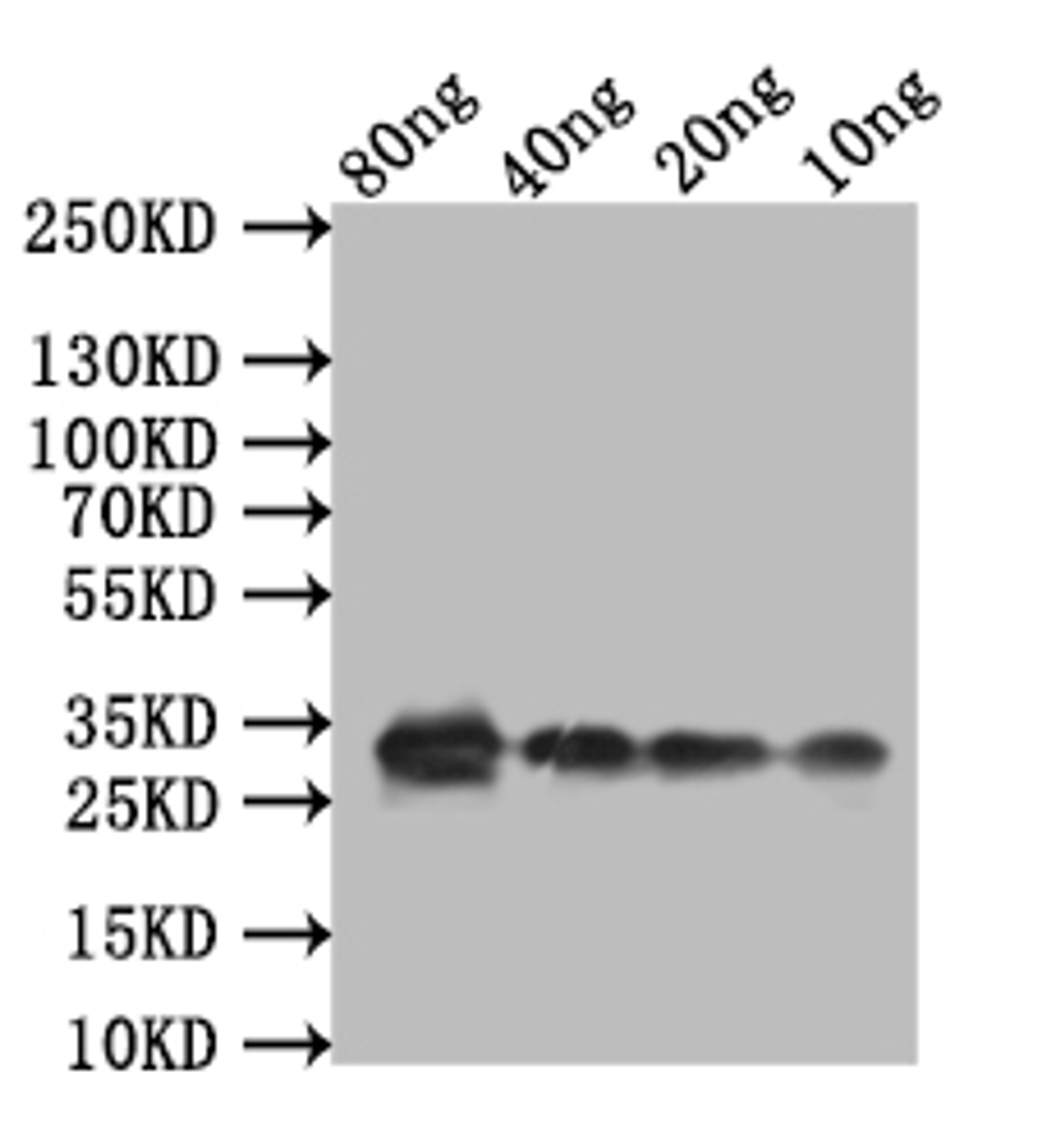 Western Blot. Positive WB detected in: recombinant protein. All lanes:TCP21 Antibody at 1:1000. Secondary. Goat polyclonal to rabbit IgG at 1/50000 dilution. Predicted band size: 28.8 kDa. Observed band size: 33 kDa. 