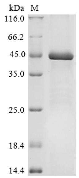 (Tris-Glycine gel) Discontinuous SDS-PAGE (reduced) with 5% enrichment gel and 15% separation gel.