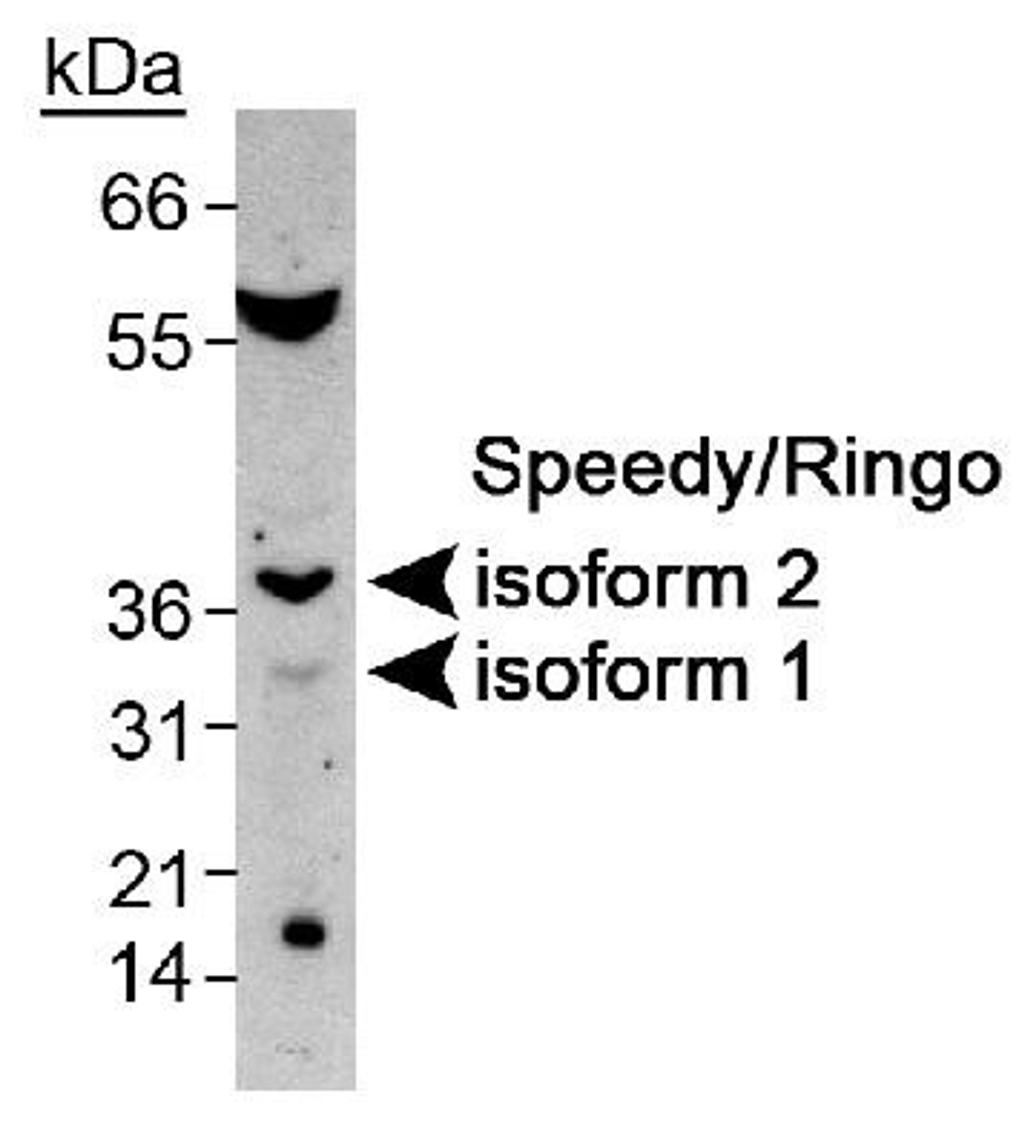 Western Blot: Speedy/Ringo Antibody [NB100-2521] - Detection of Speedy/Ringo in mouse testis (2ug/ml).