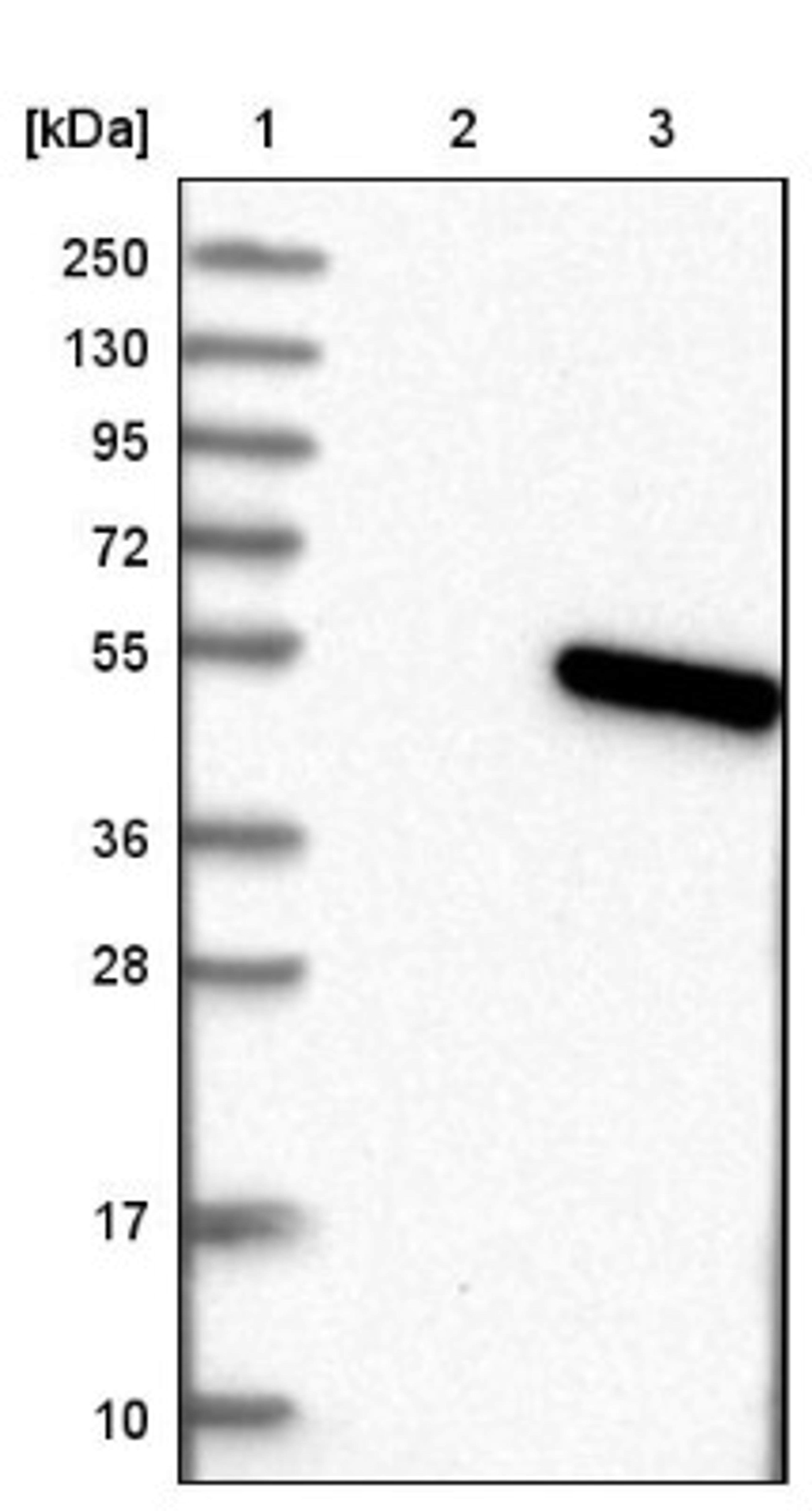 Western Blot: TMEM130 Antibody [NBP1-84099] - Lane 1: Marker [kDa] 250, 130, 95, 72, 55, 36, 28, 17, 10<br/>Lane 2: Negative control (vector only transfected HEK293T lysate)<br/>Lane 3: Over-expression lysate (Co-expressed with a C-terminal myc-DDK tag (~3.1 kDa) in mammalian HEK293T cells, LY407211)