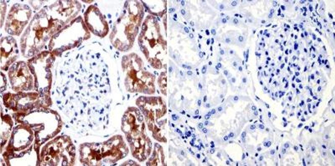 Immunohistochemistry-Paraffin: Muscarinic Acetylcholine Receptor M2/CHRM2 Antibody (31-1D1) [NB120-2805] - Human kidney tissue.