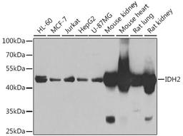 Western blot - IDH2 antibody (A7190)