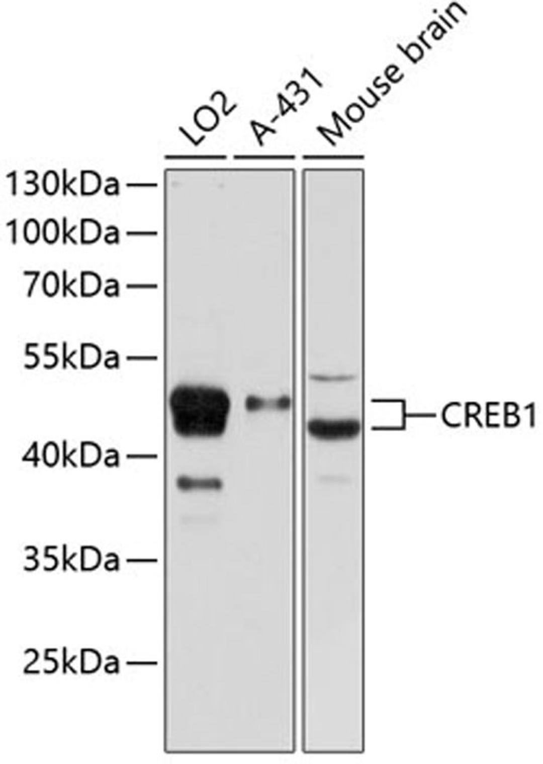 Western blot - CREB1 antibody (A12311)