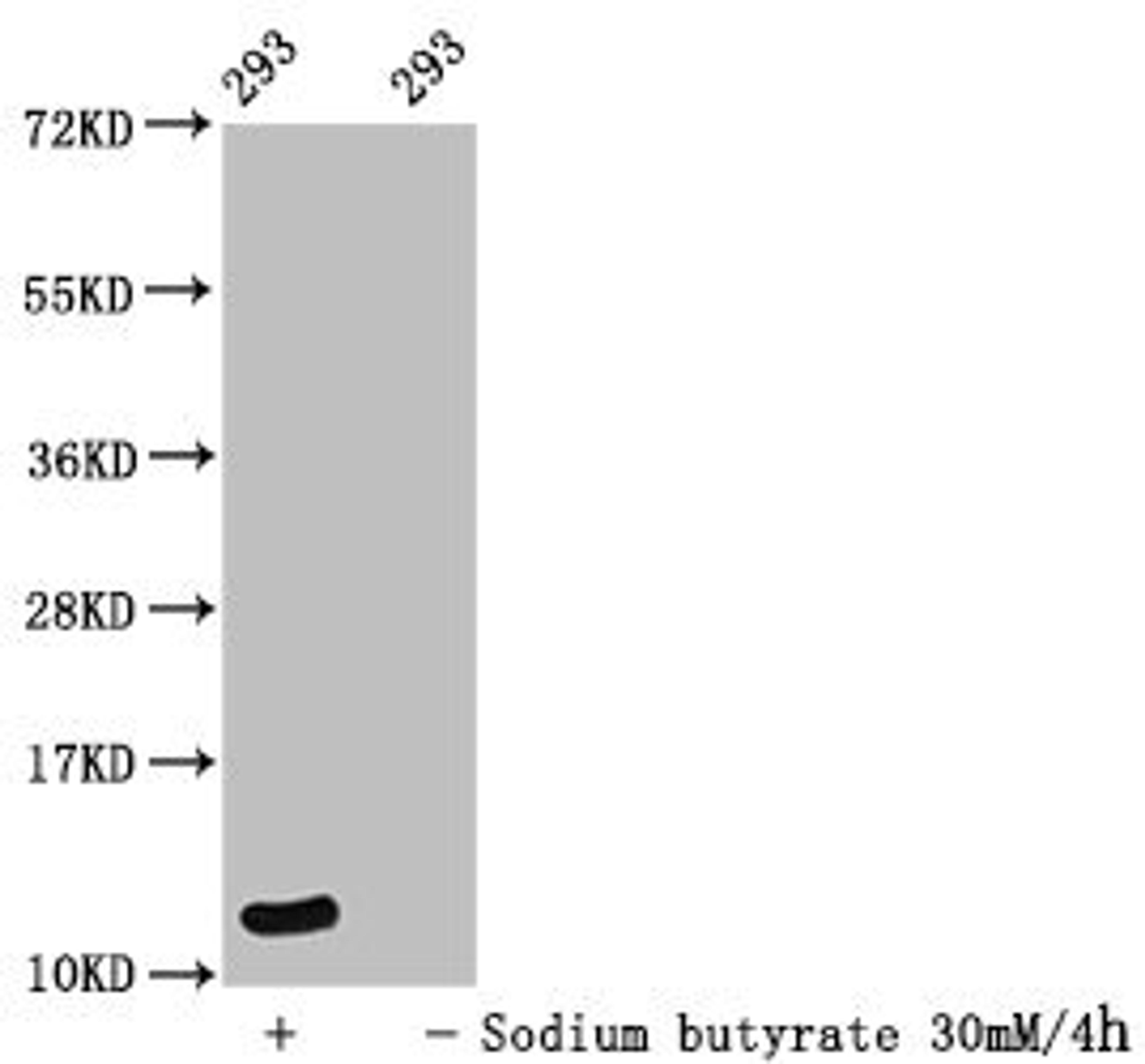 Western Blot. Detected samples: 293 whole cell lysate; Untreated (-) or treated (+) with 30mM sodium butyrate for 4h. All lanes: HIST1H4A antibody at 1:100. Secondary. Goat polyclonal to rabbit IgG at 1/50000 dilution. Predicted band size: 12 kDa. Observed band size: 12 kDa