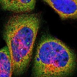 Immunocytochemistry/Immunofluorescence: HspA2 Antibody [NBP1-86185] - Immunofluorescent staining of human cell line A-431 shows positivity in nucleus & cytoplasm.