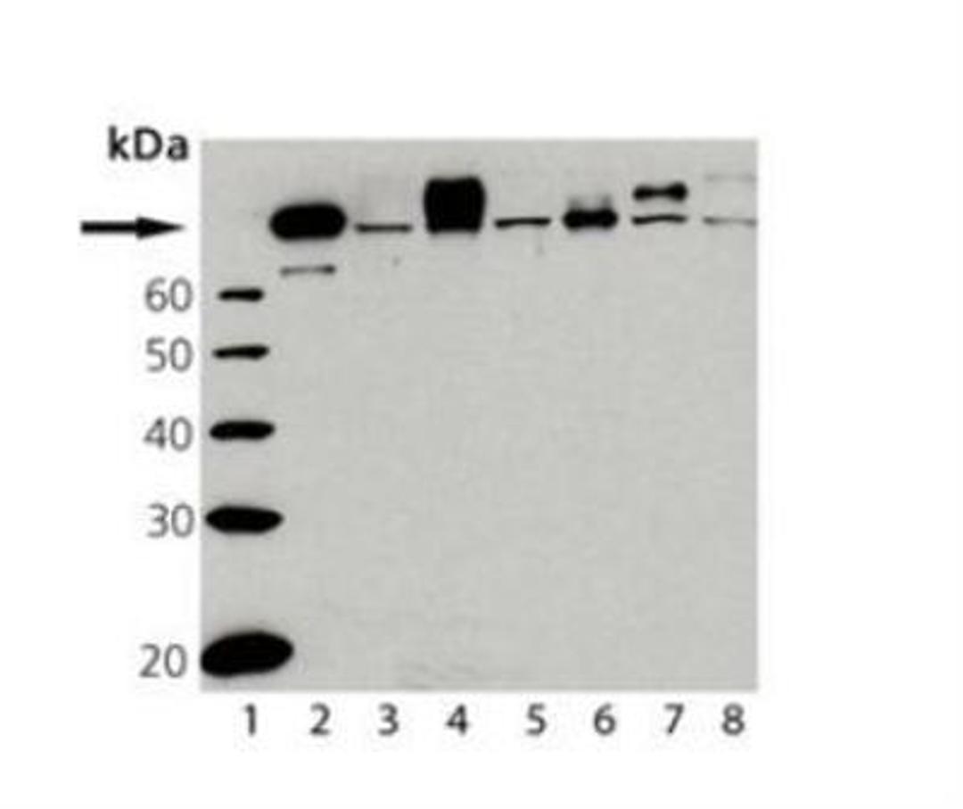 Western Blot: HSF1 Antibody [NBP1-97475] - Analysis of HSF1: Lane 1: Molecular Weight Marker, Lane 2: HSF1 (human), (recombinant), Lane 3: HeLa Cell Lysate, Lane 4: HeLa Cell Lysate (Heat Shocked), Lane 5: 3T3 Cell Lysate, Lane 6: PC-12 Cell Lysate, Lane 7: RK-13 Cell Lysate, Lane 8: Vero Cell Lysate.